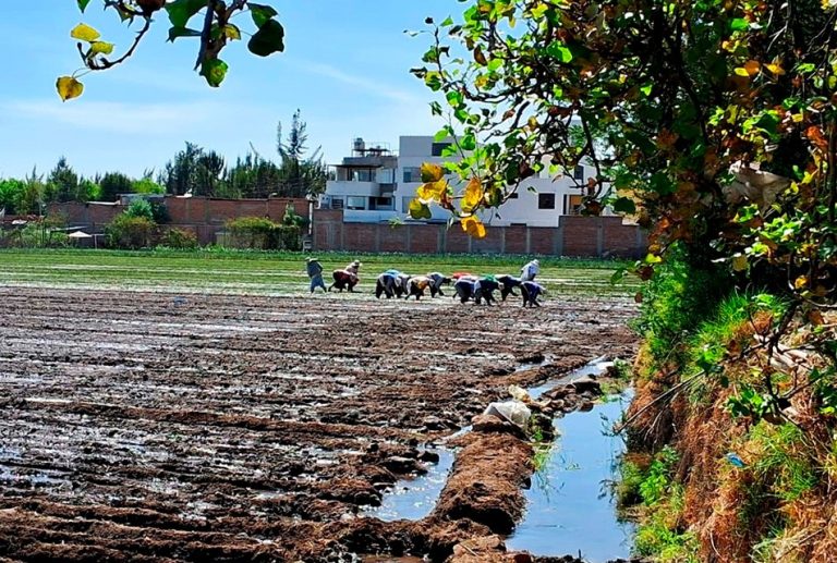 FENÓMENO DE EL NIÑO AFECTA MÁS DE 6 MIL HECTÁREAS DE PRODUCCIÓN AGRARIA EN TODO EL PERÚ