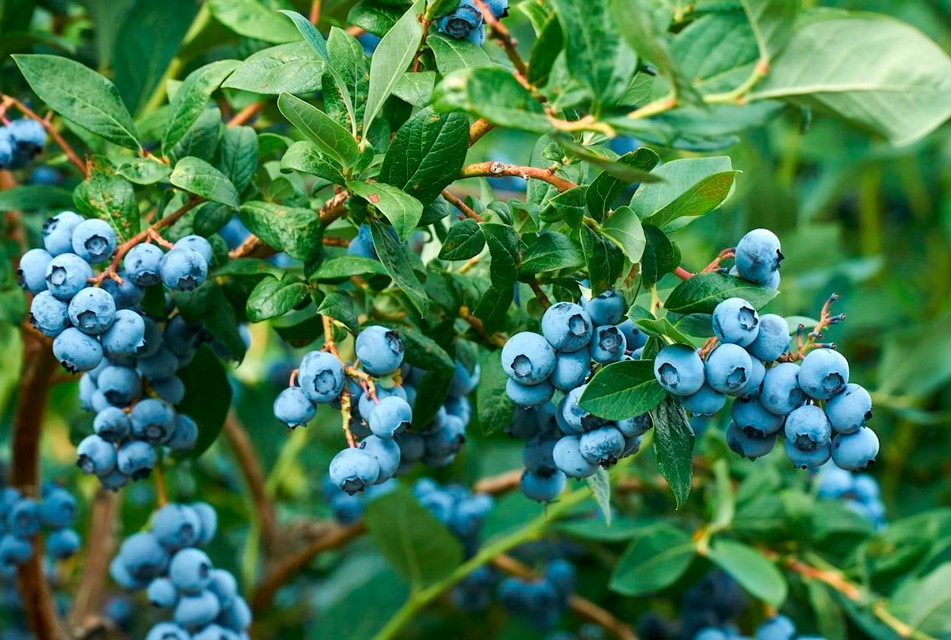 MIDAGRI: AGROEXPORTACIONES PERUANAS SUPERAN LOS USD 15 MIL MILLONES Y FORTALECEN SU PRESENCIA EN EUROPA