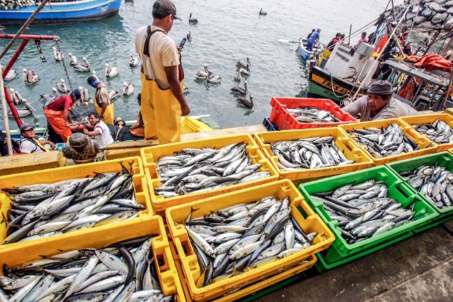 AUDITORÍA INTERNACIONAL DE COSTA RICA DESTACA LA CAPACIDAD SANITARIA DEL PERÚ Y SU POTENCIAL EXPORTADOR EN PRODUCTOS HIDROBIOLÓGICOS
