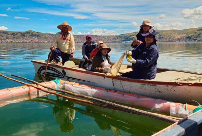 PUNO: ALT INICIA RECUPERACIÓN DE LA CALIDAD DEL AGUA DEL LAGO TITICACA CON RAÍCES DE TOTORA