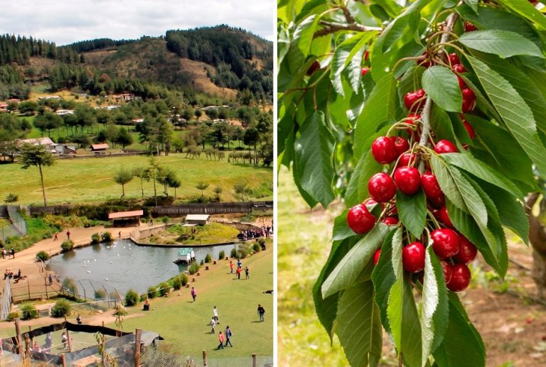 GRANJA PORCÓN DIVERSIFICA SU MATRIZ ENERGÉTICA Y APUESTA POR LA AGROEXPORTACIÓN EN CAJAMARCA