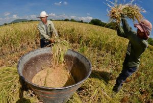 CON UNA INVERSIÓN DE S/ 170 MILLONES GOBIERNO FORTALECE SECTOR ARROCERO Y ASEGURA ALIMENTACIÓN DE FAMILIAS VULNERABLES