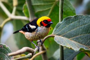 PERÚ TIENE 1,896 ESPECIES DE AVES Y GRAN POTENCIAL PARA IMPULSAR EL ECOTURISMO A NIVEL MUNDIAL, SOSTIENE ECOLOGISTA DAVID LANDA