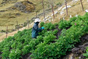 MIDAGRI: INIA INSTALA PARCELA PARA MEJORAR CALIDAD GENÉTICA DE PAPA NATIVA EN ZONA DE AGROBIODIVERSIDAD PAYMAKIS DE APURÍMAC
