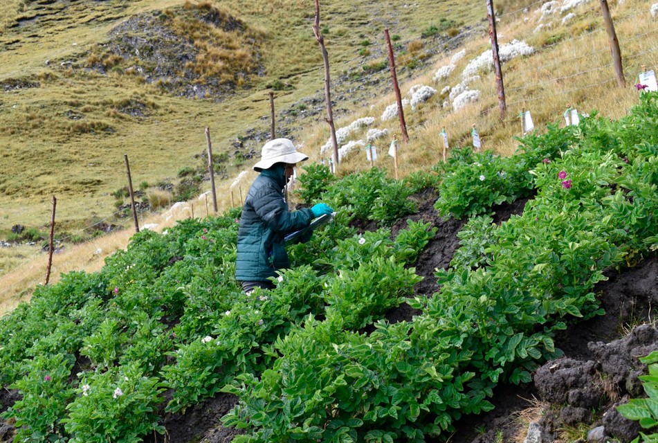 MIDAGRI: INIA INSTALA PARCELA PARA MEJORAR CALIDAD GENÉTICA DE PAPA NATIVA EN ZONA DE AGROBIODIVERSIDAD PAYMAKIS DE APURÍMAC