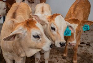 INIA RECIBE AUTORIZACIÓN PARA LA PRODUCCIÓN DE MATERIAL GENÉTICO DE GANADO BOVINO