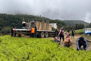 REFORESTAN MÁS DE 124 HECTÁREAS PARA FORTALECER LA SEGURIDAD HÍDRICA EN CHANCAY-LAMBAYEQUE