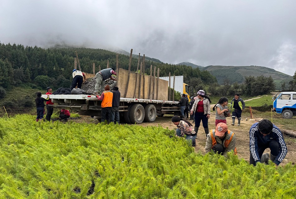 REFORESTAN MÁS DE 124 HECTÁREAS PARA FORTALECER LA SEGURIDAD HÍDRICA EN CHANCAY-LAMBAYEQUE