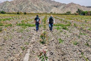 74 MIL HECTÁREAS PERDIDAS Y 120 MIL AFECTADAS: EL COSTO QUE DEJÓ EL ÚLTIMO FENÓMENO DE EL NIÑO