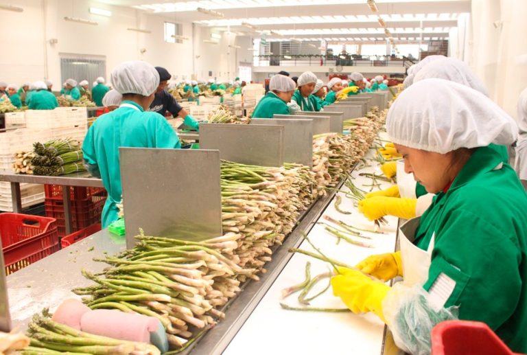 ADEX: EL NIÑO YA AFECTA AL SECTOR AGRO