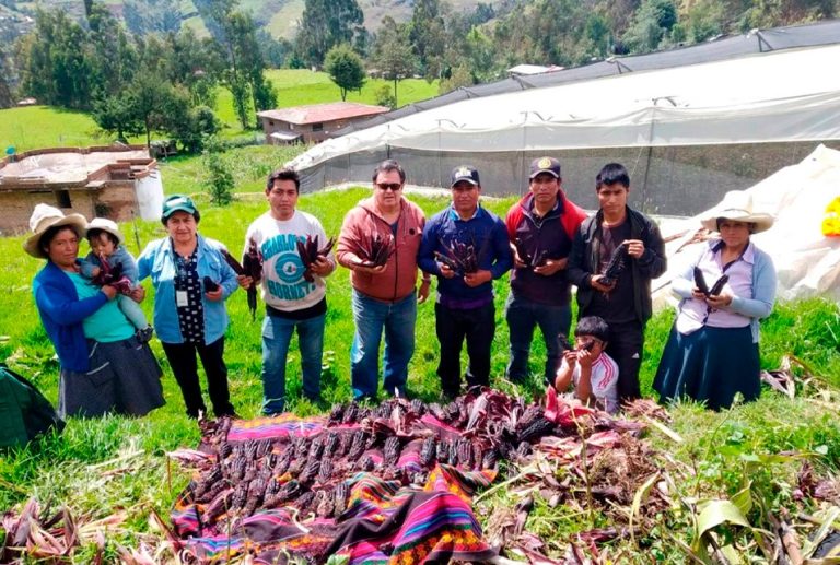 INIA: ESTRATEGIAS EN SEMILLAS Y TECNOLOGÍA FRENTE AL IMPACTO CLIMÁTICO Y EL NIÑO EN CAJAMARCA
