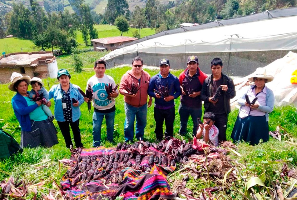 INIA: ESTRATEGIAS EN SEMILLAS Y TECNOLOGÍA FRENTE AL IMPACTO CLIMÁTICO Y EL NIÑO EN CAJAMARCA
