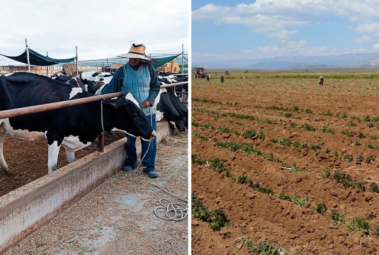 EL NIÑO COSTERO CAUSARÁ MORTANDAD DEL GANADO Y QUIEBRA DEL AGRO EN EL SUR DEL PERÚ, ADVIERTE YAMEL ROMERO, EXALCALDE DE AREQUIPA
