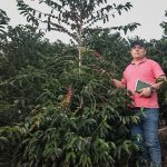 CAJAMARCA: COMUNIDAD AWAJÚN PROYECTA MULTIPLICAR POR 12 SU PRODUCCIÓN DE CAFÉ CON APOYO DEL PROGRAMA BOSQUES