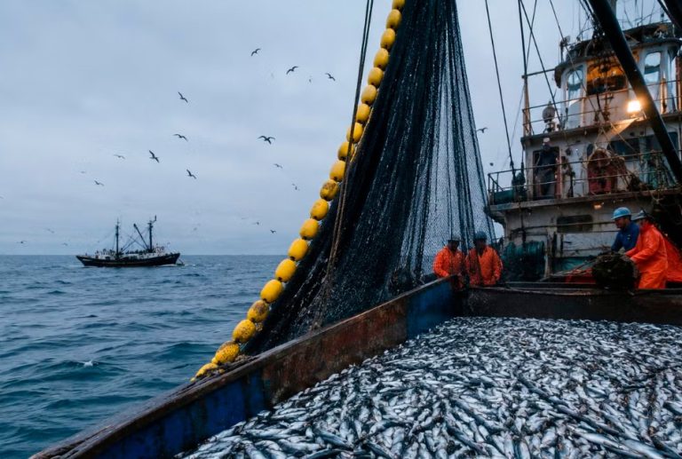 NIÑO COSTERO 2026 GOLPEA A LA PESCA: PRODUCCIÓN DE ANCHOVETA CAE 30%, INGRESOS BAJAN MÁS DE 45% Y 122 MIL EMPLEOS ESTÁN EN RIESGO, ADVIERTE EL IPE