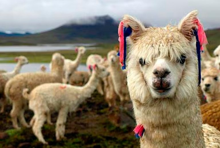 CONVEAGRO PUNO DENUNCIA CAÍDA EN PRECIO DE LA FIBRA DE ALPACA TRAS REUNIÓN ENTRE EL MIDAGRI Y LA INDUSTRIA TEXTIL