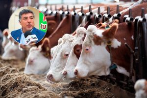 ESPECIALISTA ADVIERTE QUE UNA ADECUADA SELECCIÓN GENÉTICA ES CLAVE PARA ELEVAR LA PRODUCTIVIDAD GANADERA EN CAJAMARCA
