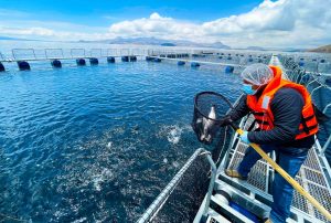 PERÚ LIDERA EN APEC NUEVA HERRAMIENTA PARA DETECTAR A TIEMPO ENFERMEDADES QUE AMENAZAN LA PRODUCCIÓN DE TILAPIA Y TRUCHA