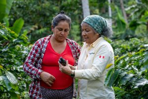 MÁS DE 600 PRODUCTORES AMAZÓNICOS FORTALECEN SU PRODUCCIÓN LIBRE DE DEFORESTACIÓN PARA POSICIONARSE EN EL MERCADO EUROPEO