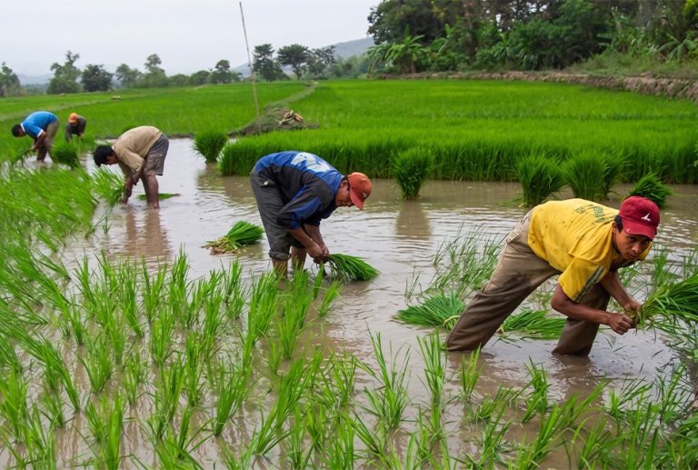 LLUVIAS Y ALTAS TEMPERATURAS DEL FENÓMENO DE EL NIÑO PROVOCAN CAÍDA DE LA PRODUCCIÓN DE MANGO A MENOS DE 20% EN EL VALLE DE SAN LORENZO EN PIURA