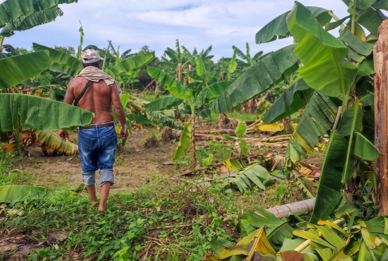 INUNDACIONES POR LLUVIAS INTENSAS PONEN EN PELIGRO PRODUCCIÓN DE MÁS DE 4 MIL HECTÁREAS DE BANANO Y ARROZ EN TUMBES