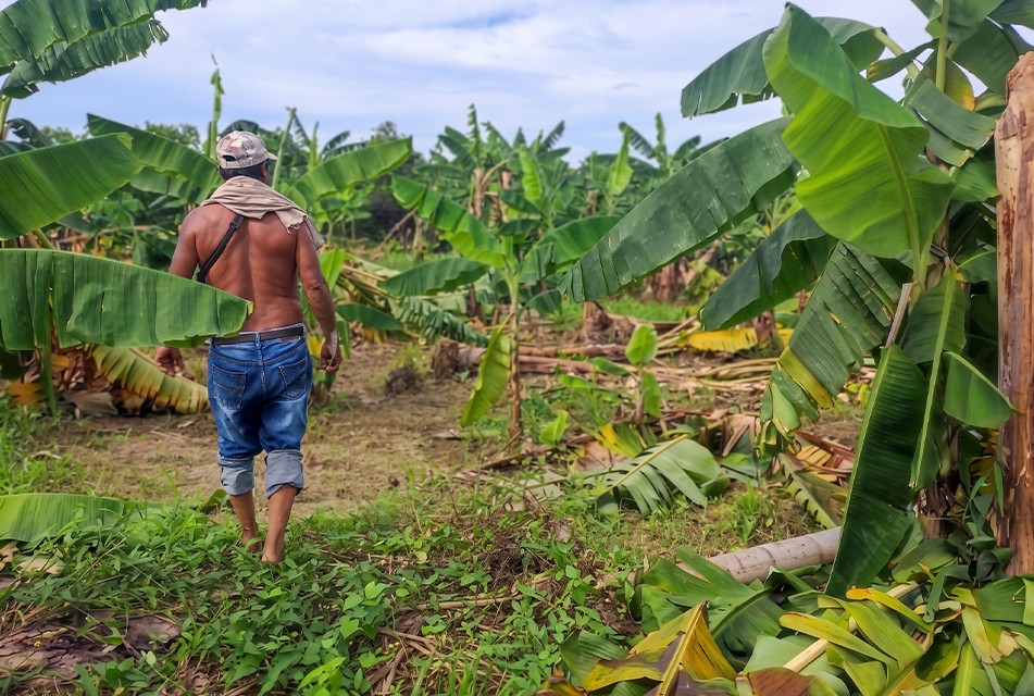 INUNDACIONES POR LLUVIAS INTENSAS PONEN EN PELIGRO PRODUCCIÓN DE MÁS DE 4 MIL HECTÁREAS DE BANANO Y ARROZ EN TUMBES